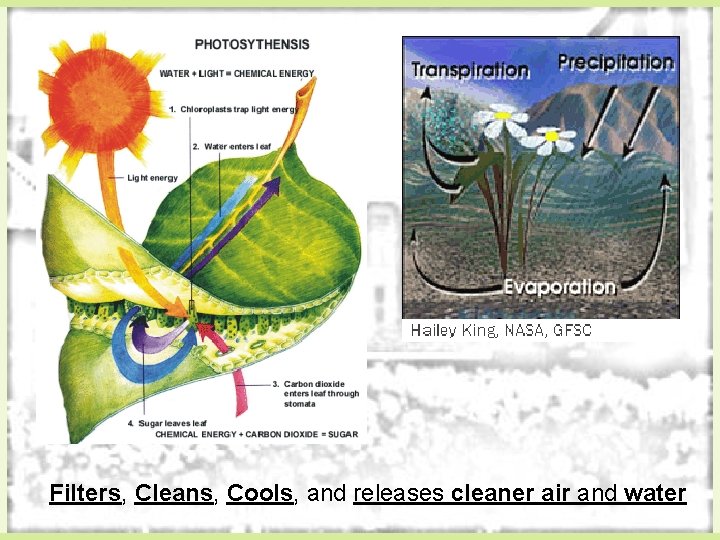 Filters, Cleans, Cools, and releases cleaner air and water 