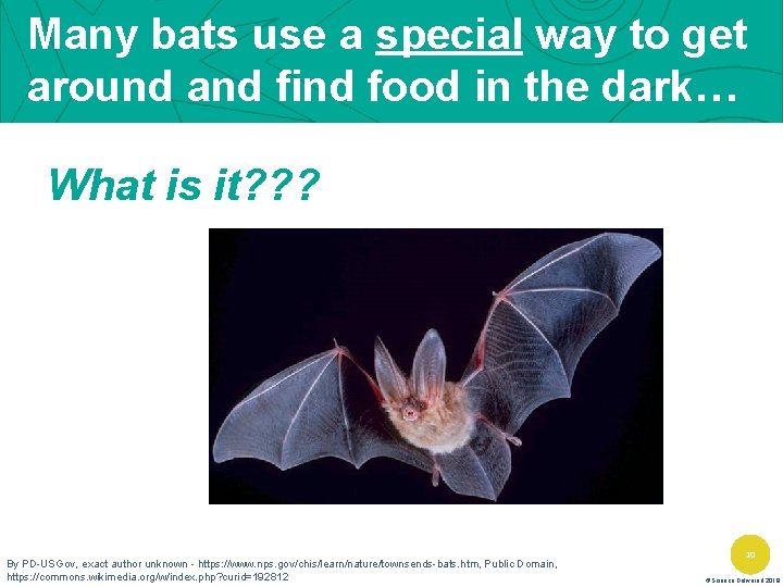 Many bats use a special way to get around and find food in the