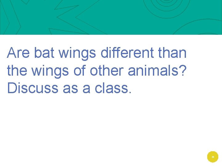 Are bat wings different than the wings of other animals? Discuss as a class.