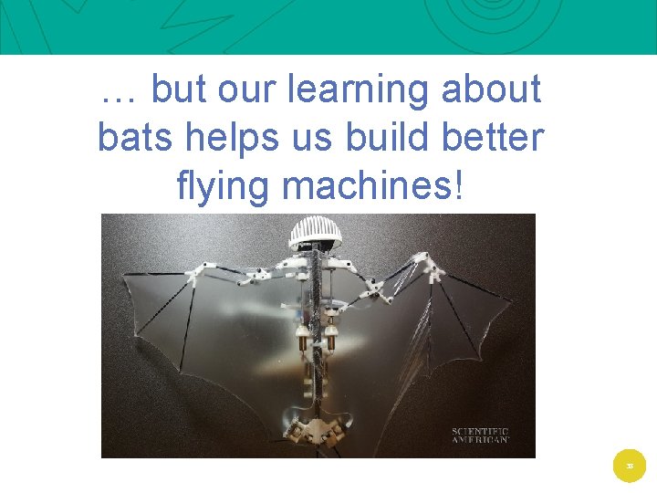 … but our learning about bats helps us build better flying machines! 38 