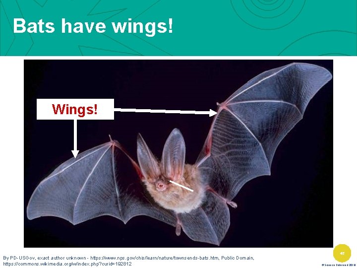 Bats have wings! Wings! By PD-USGov, exact author unknown - https: //www. nps. gov/chis/learn/nature/townsends-bats.
