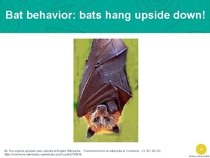 Bat behavior: bats hang upside down! By The original uploader was Latorilla at English