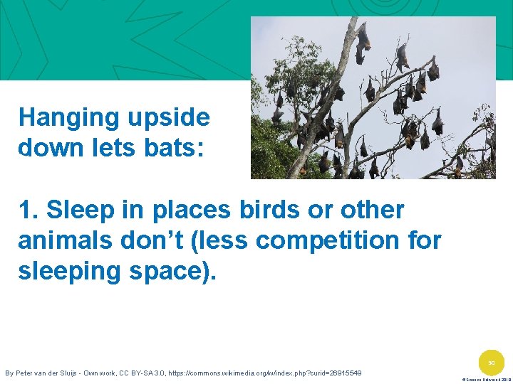 Hanging upside down lets bats: 1. Sleep in places birds or other animals don’t