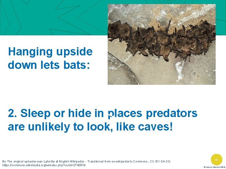 Hanging upside down lets bats: 2. Sleep or hide in places predators are unlikely