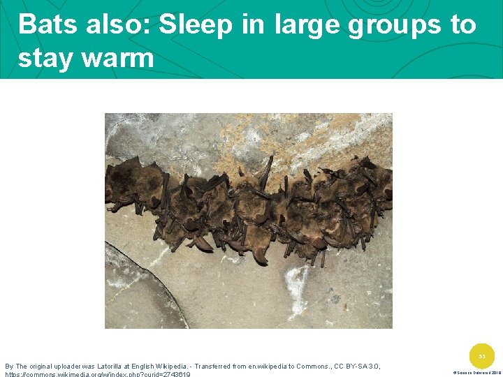 Bats also: Sleep in large groups to stay warm 53 By The original uploader