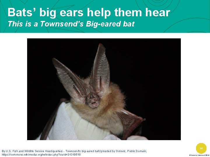 Bats’ big ears help them hear This is a Townsend’s Big-eared bat By U.