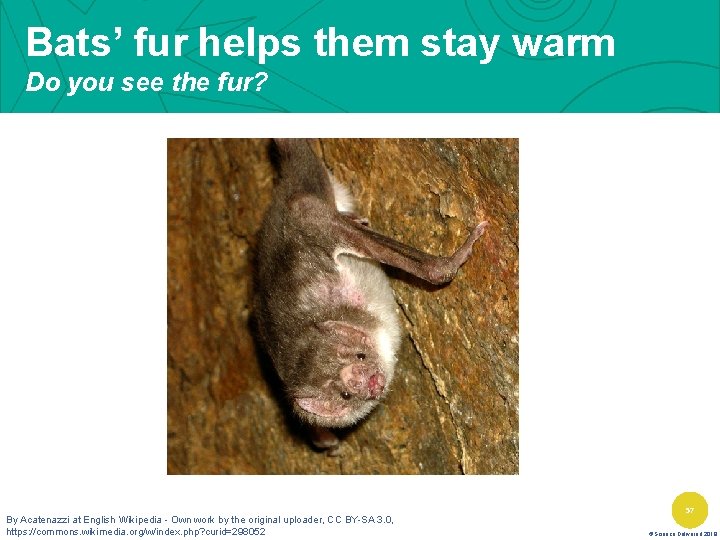 Bats’ fur helps them stay warm Do you see the fur? By Acatenazzi at