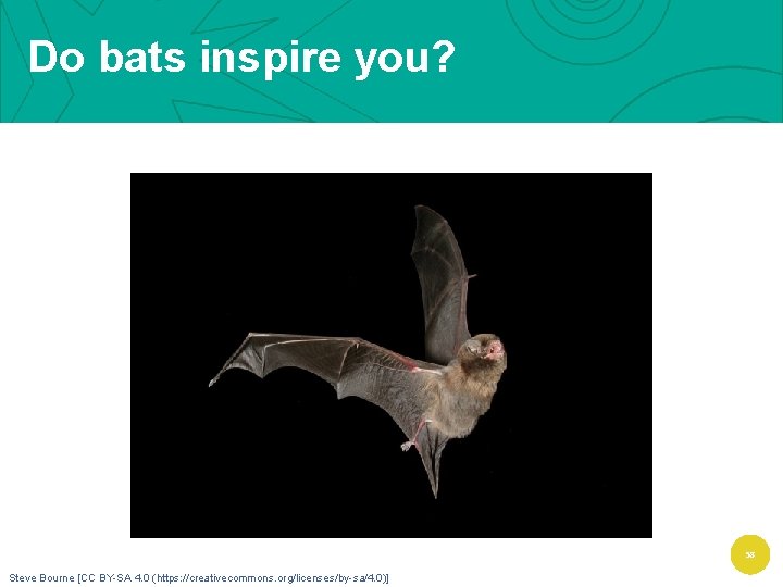 Do bats inspire you? 58 Steve Bourne [CC BY-SA 4. 0 (https: //creativecommons. org/licenses/by-sa/4.