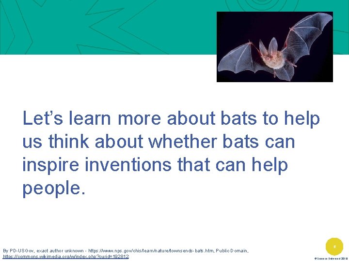 Let’s learn more about bats to help us think about whether bats can inspire