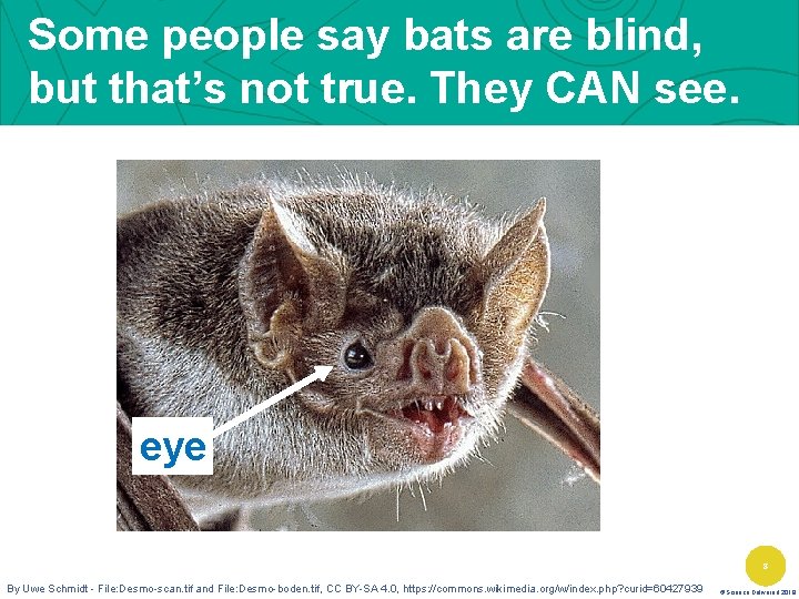 Some people say bats are blind, but that’s not true. They CAN see. eye
