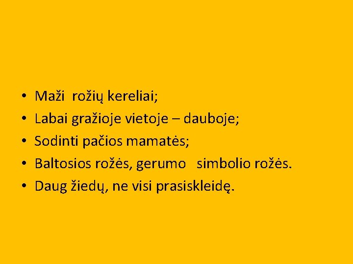  • • • Maži rožių kereliai; Labai gražioje vietoje – dauboje; Sodinti pačios