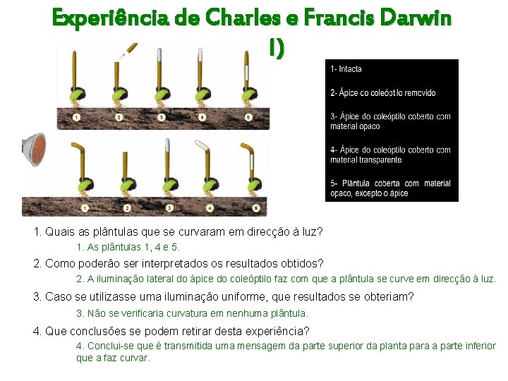 Experiência de Charles e Francis Darwin (1881) 1. Quais as plântulas que se curvaram