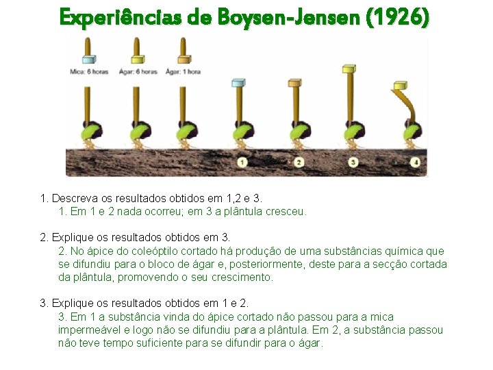 Experiências de Boysen-Jensen (1926) 1. Descreva os resultados obtidos em 1, 2 e 3.