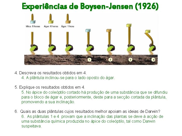 Experiências de Boysen-Jensen (1926) 4. Descreva os resultados obtidos em 4. 4. A plântula