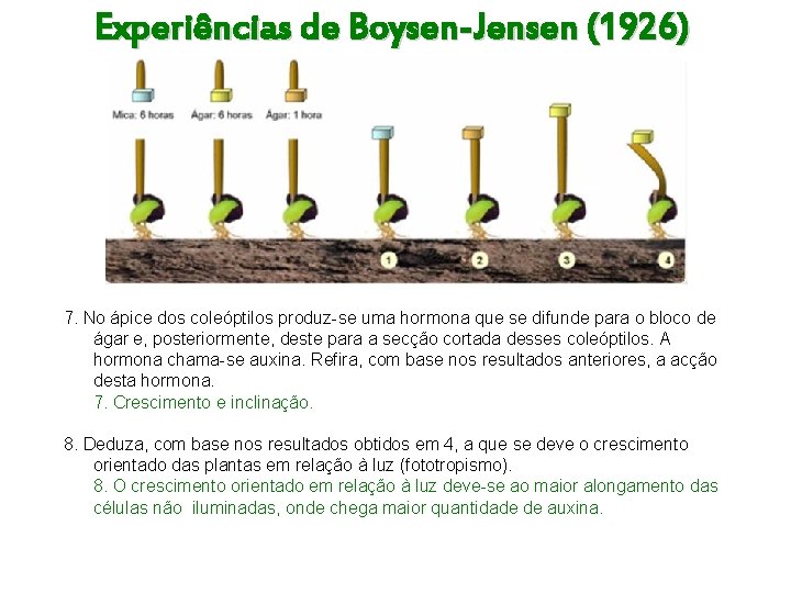 Experiências de Boysen-Jensen (1926) 7. No ápice dos coleóptilos produz-se uma hormona que se