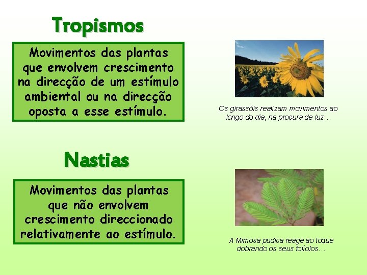 Tropismos Movimentos das plantas que envolvem crescimento na direcção de um estímulo ambiental ou