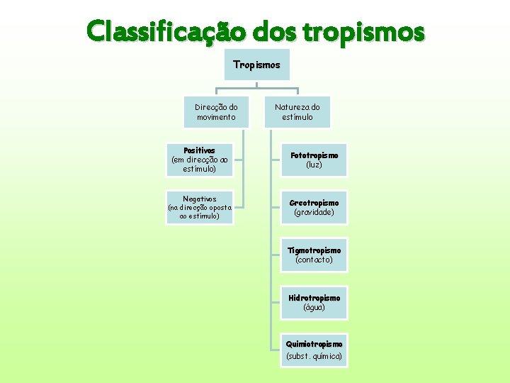 Classificação dos tropismos Tropismos Direcção do movimento Natureza do estímulo Positivos (em direcção ao