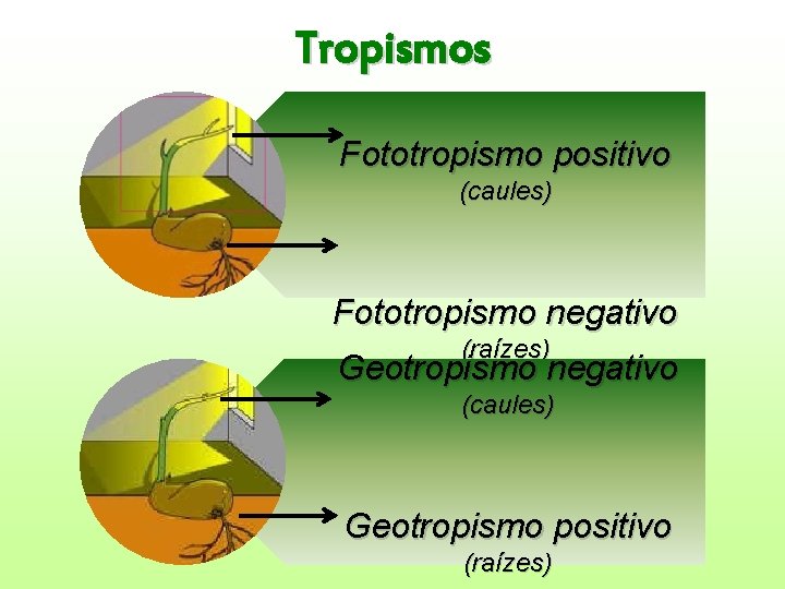 Tropismos Fototropismo positivo (caules) Fototropismo negativo (raízes) Geotropismo negativo (caules) Geotropismo positivo (raízes) 