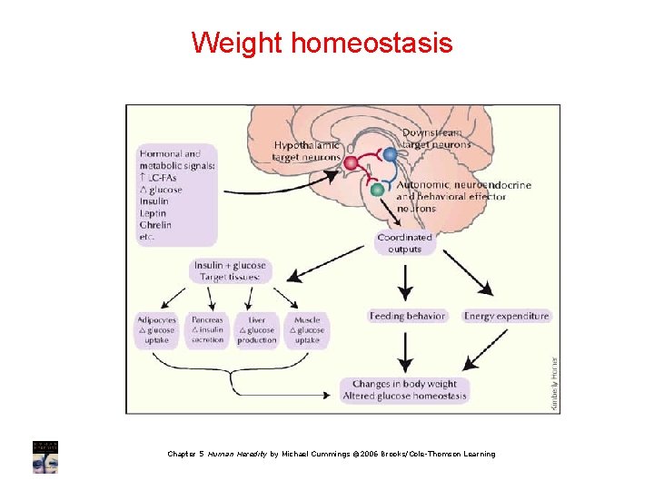 Weight homeostasis Chapter 5 Human Heredity by Michael Cummings © 2006 Brooks/Cole-Thomson Learning 