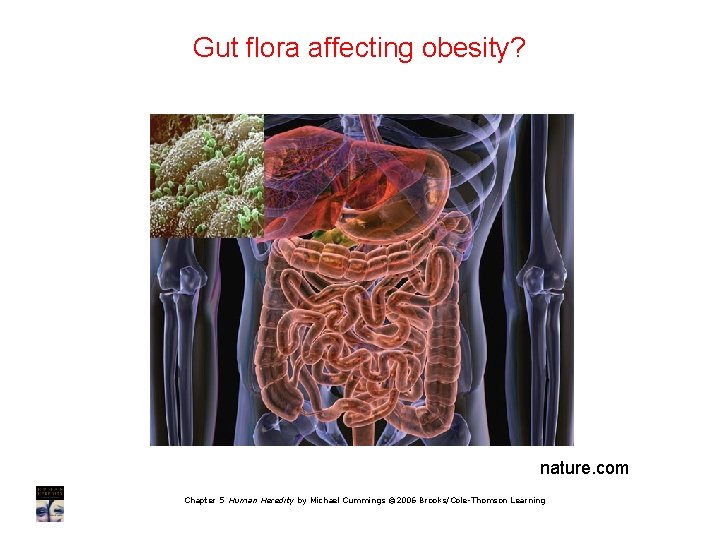 Gut flora affecting obesity? nature. com Chapter 5 Human Heredity by Michael Cummings ©