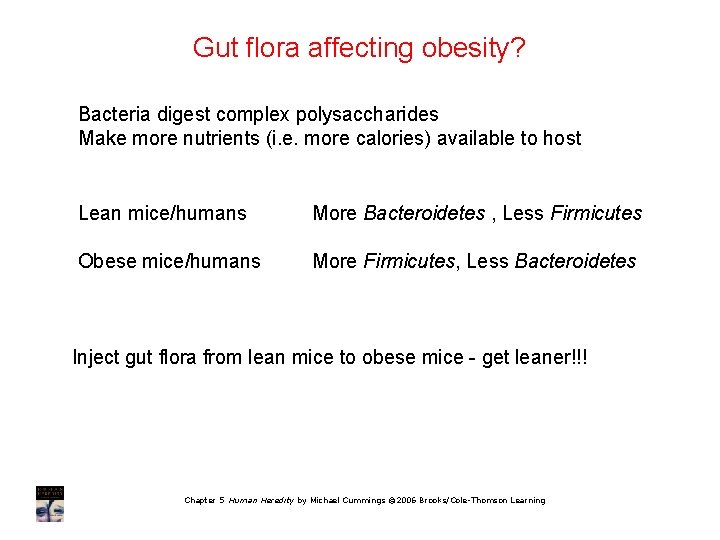 Gut flora affecting obesity? Bacteria digest complex polysaccharides Make more nutrients (i. e. more