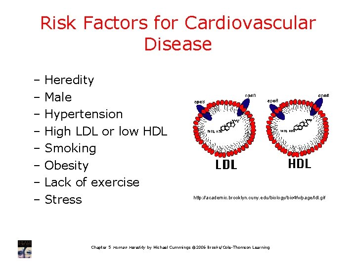 Risk Factors for Cardiovascular Disease – Heredity – Male – Hypertension – High LDL