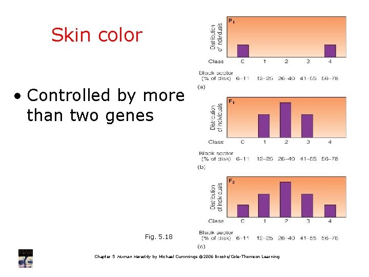 Skin color • Controlled by more than two genes Fig. 5. 18 Chapter 5