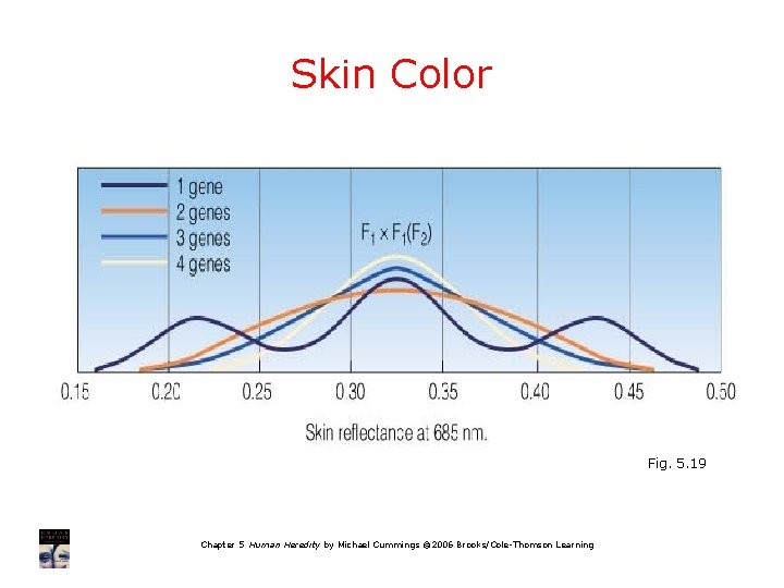 Skin Color Fig. 5. 19 Chapter 5 Human Heredity by Michael Cummings © 2006