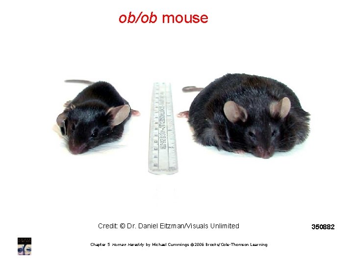 ob/ob mouse Credit: © Dr. Daniel Eitzman/Visuals Unlimited Chapter 5 Human Heredity by Michael