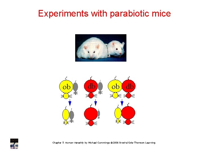 Experiments with parabiotic mice Chapter 5 Human Heredity by Michael Cummings © 2006 Brooks/Cole-Thomson