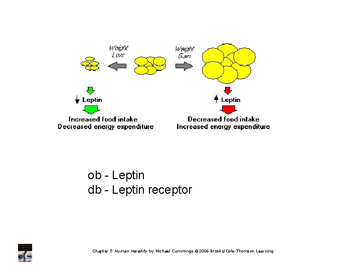 ob - Leptin db - Leptin receptor Chapter 5 Human Heredity by Michael Cummings