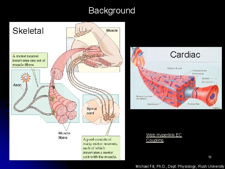 Background Skeletal Cardiac Web Hyperlink EC Coupling 12 Michael Fill, Ph. D. , Dept.