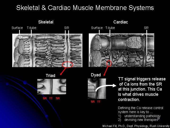 Skeletal & Cardiac Muscle Membrane Systems Skeletal Surface Cardiac T-tube SR Dyad Triad SR