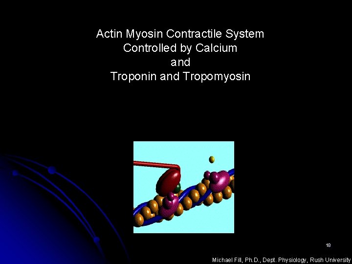 Actin Myosin Contractile System Controlled by Calcium and Troponin and Tropomyosin 18 Michael Fill,