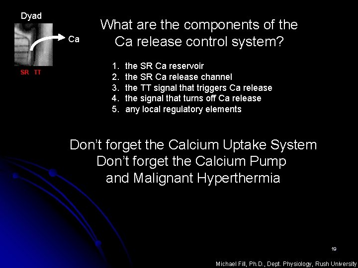 Dyad Ca SR TT What are the components of the Ca release control system?