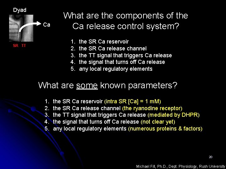 Dyad Ca What are the components of the Ca release control system? 1. 2.