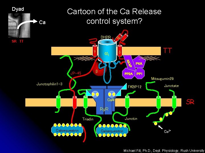 Dyad Cartoon of the Ca Release control system? Ca DHPR SR TT g a