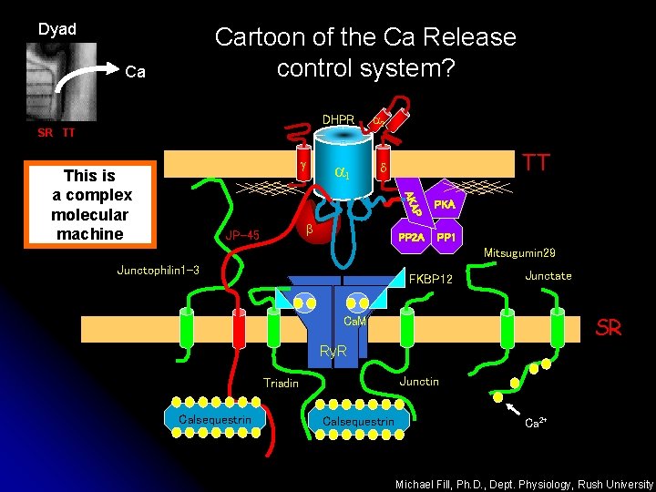 Dyad Cartoon of the Ca Release control system? Ca DHPR SR TT g a