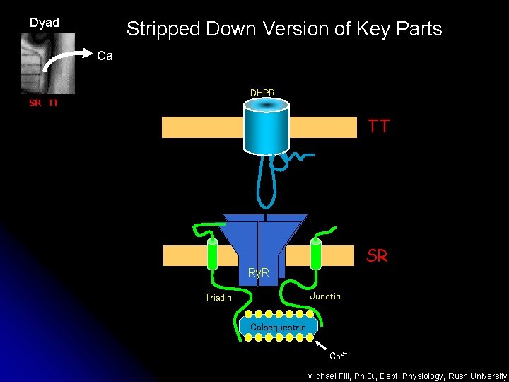 Dyad Stripped Down Version of Key Parts Ca DHPR SR TT TT SR Ry.