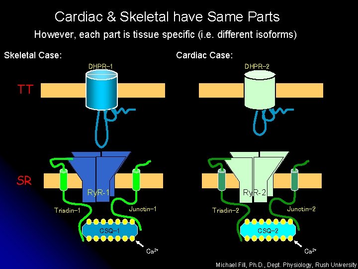 Cardiac & Skeletal have Same Parts However, each part is tissue specific (i. e.