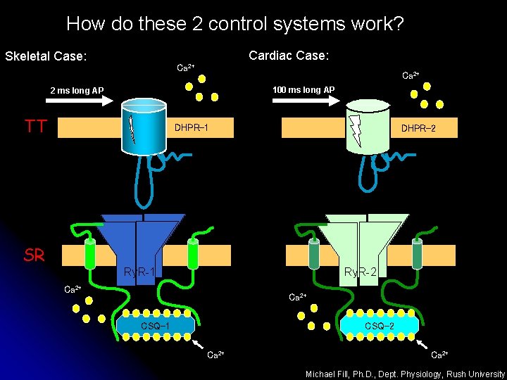 How do these 2 control systems work? Skeletal Case: Cardiac Case: Ca 2+ 100
