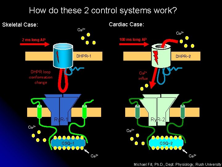 How do these 2 control systems work? Skeletal Case: Cardiac Case: Ca 2+ 100