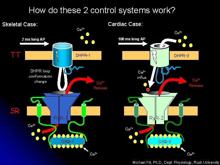 How do these 2 control systems work? Skeletal Case: Cardiac Case: Ca 2+ 100