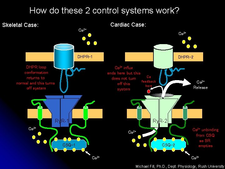 How do these 2 control systems work? Skeletal Case: Cardiac Case: Ca 2+ DHPR-1