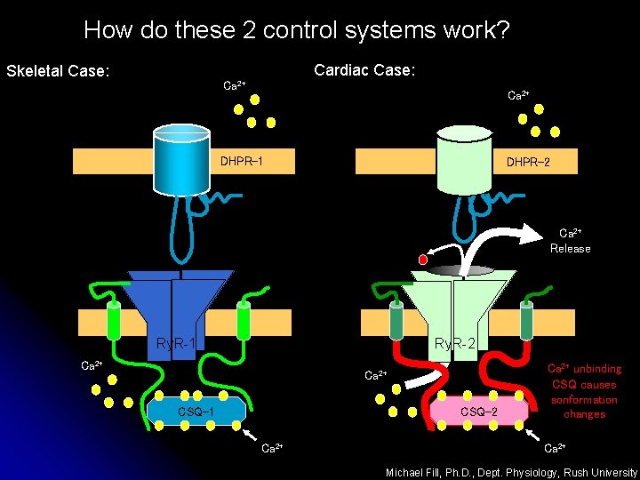 How do these 2 control systems work? Skeletal Case: Cardiac Case: Ca 2+ DHPR-1
