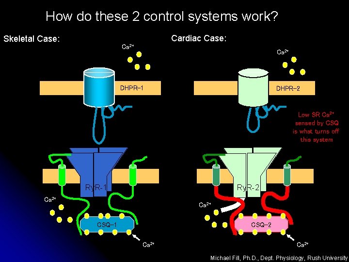 How do these 2 control systems work? Skeletal Case: Cardiac Case: Ca 2+ DHPR-1