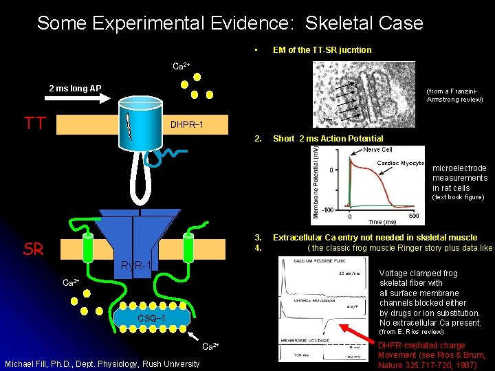 Some Experimental Evidence: Skeletal Case • EM of the TT-SR jucntion Ca 2+ 2