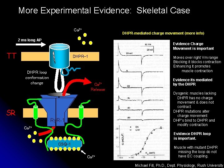 More Experimental Evidence: Skeletal Case Ca 2+ DHPR-mediated charge movement (more info) 2 ms