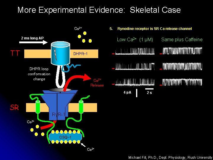 More Experimental Evidence: Skeletal Case Ca 2+ 5. 2 ms long AP Rynodine receptor