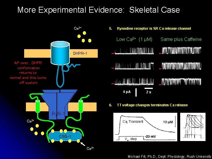 More Experimental Evidence: Skeletal Case Ca 2+ 5. Rynodine receptor is SR Ca release